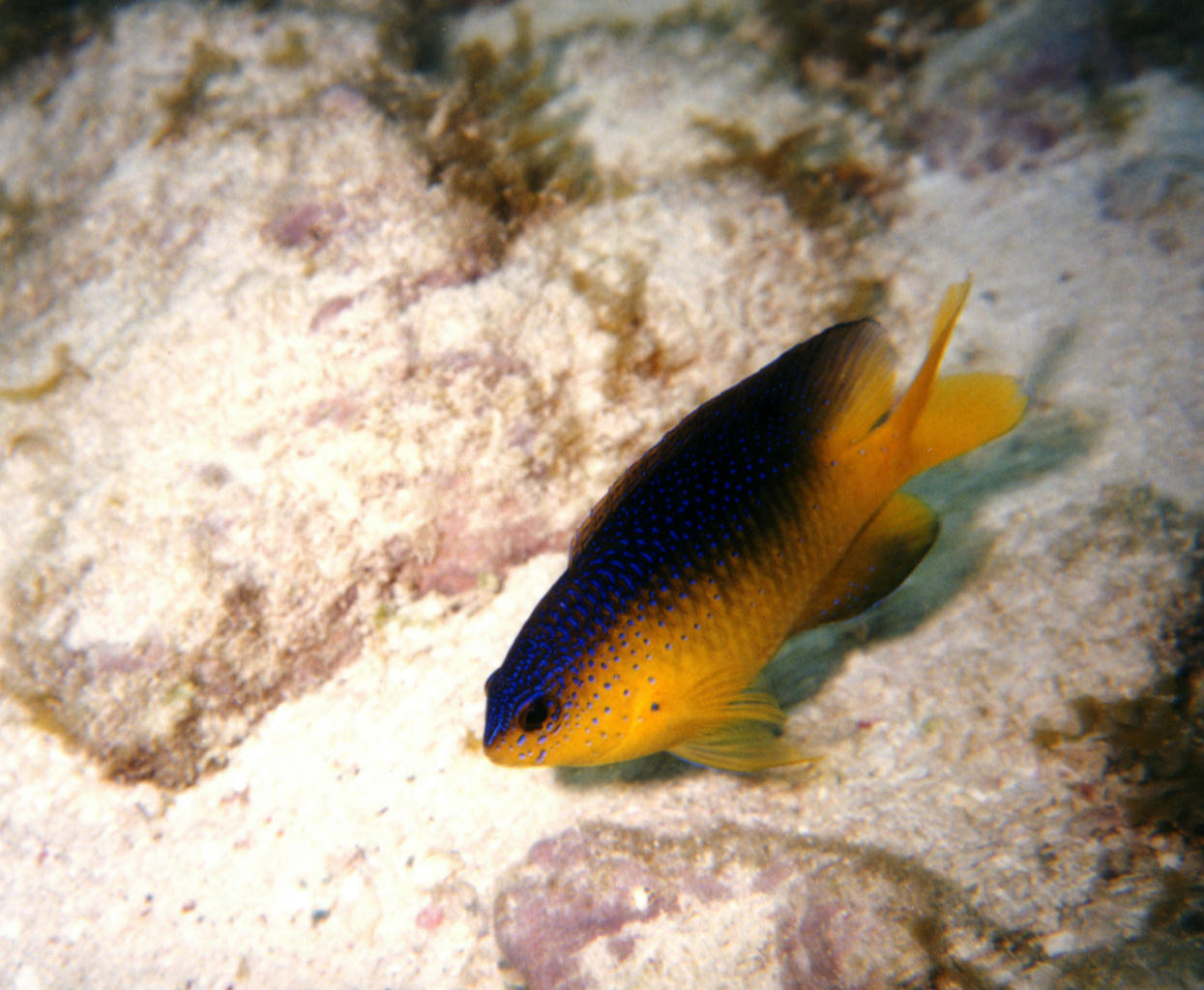 Stegastes leucostictus